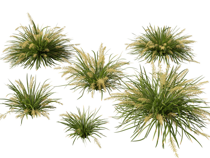 HighpolyLow Poly Lomandra hystrix Katie Belles - Slender Mat Rush 3D Model .c4d .max .obj .3ds .fbx .stl .blend
