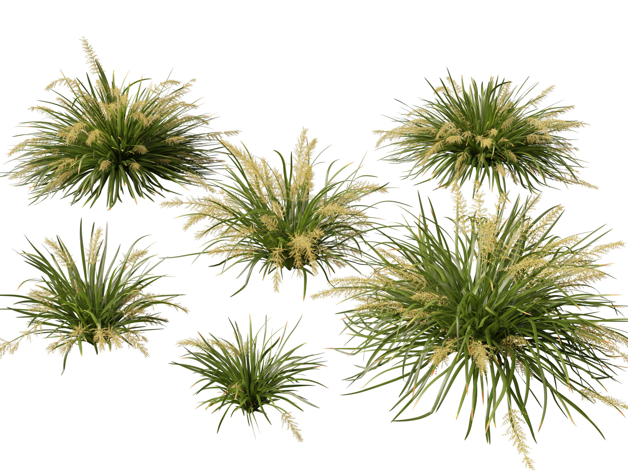 HighpolyLow Poly Lomandra hystrix Katie Belles - Snella Mat Rush Modello 3D .c4d .max .obj .3ds .fbx .stl .blend 