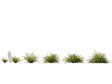 HighpolyLow Poly Lomandra hystrix Katie Belles - Slender Mat Rush 3D Model