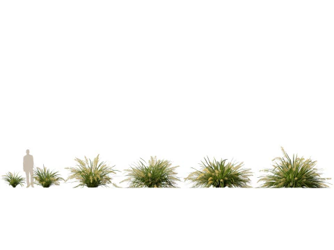 HighpolyLow Poly Lomandra hystrix Katie Belles - Snella Mat Rush Modello 3D