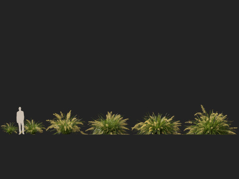 HighpolyLow Poly Lomandra hystrix Katie Belles - Slender Mat Rush 3D Model