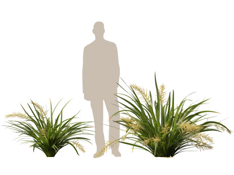 HighpolyLow Poly Lomandra hystrix Katie Belles - Slender Mat Rush 3D Model