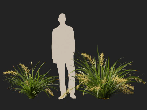 HighpolyLow Poly Lomandra hystrix Katie Belles - Snella Mat Rush Modello 3D