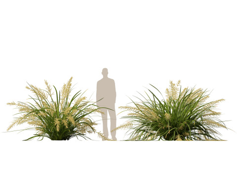 HighpolyLow Poly Lomandra hystrix Katie Belles - Slender Mat Rush 3D Model