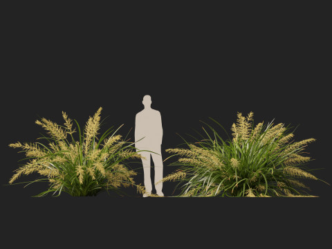 HighpolyLow Poly Lomandra hystrix Katie Belles - Slender Mat Rush 3D Model