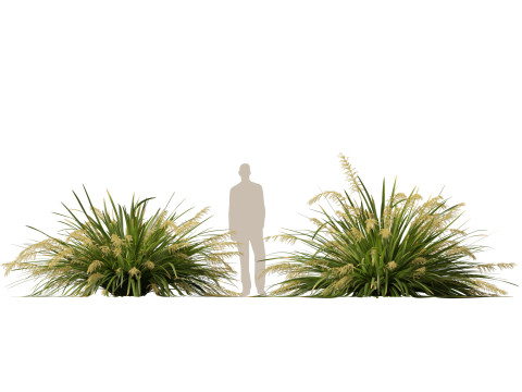 HighpolyLow Poly Lomandra hystrix Katie Belles - Slender Mat Rush 3D Model
