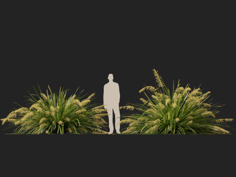 HighpolyLow Poly Lomandra hystrix Katie Belles - Slender Mat Rush 3D Model