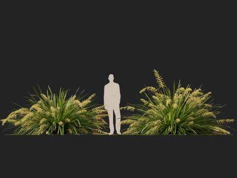 HighpolyLow Poly Lomandra hystrix Katie Belles - Snella Mat Rush Modello 3D