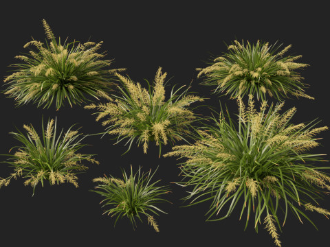 HighpolyLow Poly Lomandra hystrix Katie Belles - Slender Mat Rush 3D Model