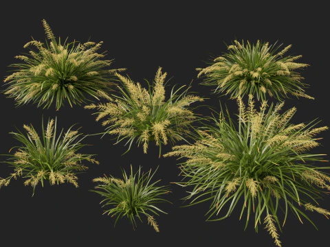 HighpolyLow Poly Lomandra hystrix Katie Belles - Snella Mat Rush Modello 3D