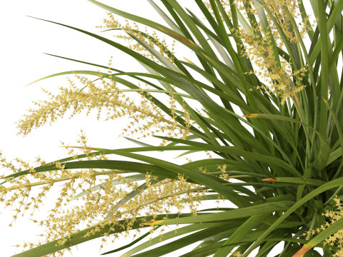 HighpolyLow Poly Lomandra hystrix Katie Belles - Slender Mat Rush 3D Model