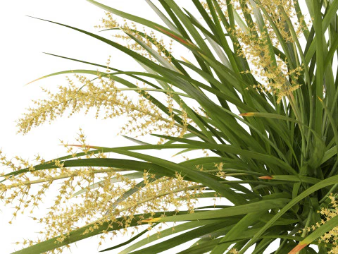 HighpolyLow Poly Lomandra hystrix Katie Belles - Snella Mat Rush Modello 3D