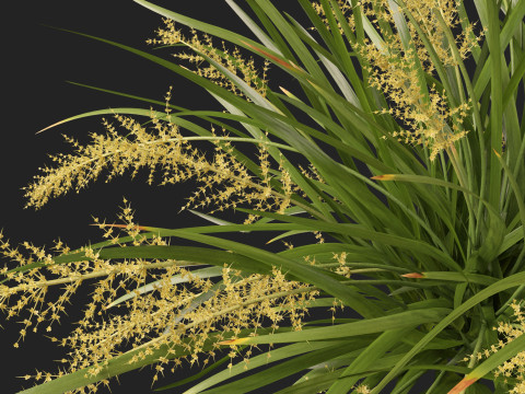 HighpolyLow Poly Lomandra hystrix Katie Belles - Slender Mat Rush 3D Model