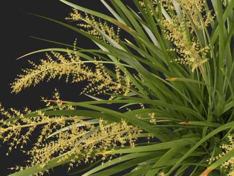 HighpolyLow Poly Lomandra hystrix Katie Belles - Snella Mat Rush Modello 3D