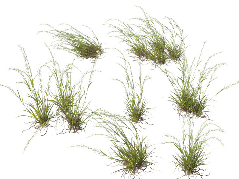 HighpolyLow Poly Microlaena stipoides Weeping meadow grass Modello 3D .c4d .max .obj .3ds .fbx .stl .blend