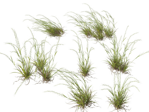 HighpolyLow Poly Microlaena stipoides Weeping meadow grass 3D 모델