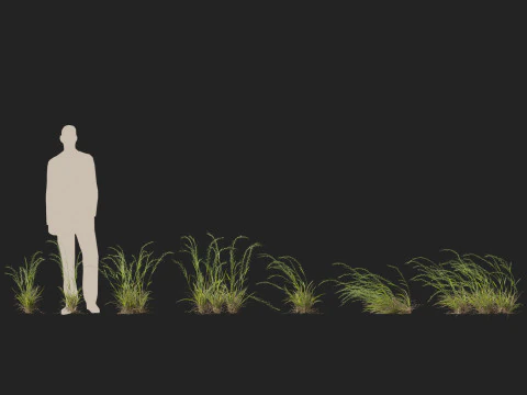 HighpolyLow Poly Microlaena stipoides Erba di prato piangente Modello 3D