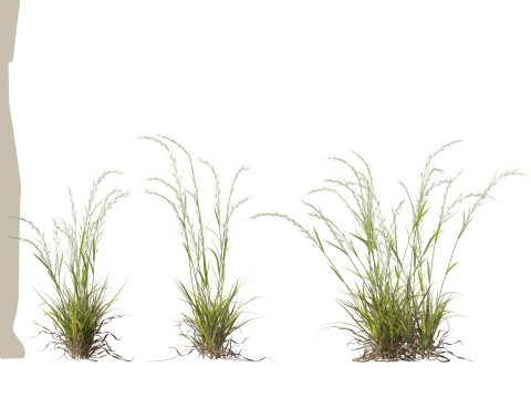HighpolyLow Poly Microlaena stipoides Weeping meadow grass Model 3D