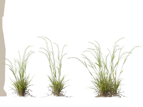 HighpolyLow Poly Microlaena stipoides Erba di prato piangente Modello 3D