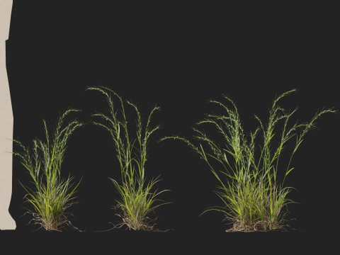 HighpolyLow Poly Microlaena stipoides Erba di prato piangente Modello 3D