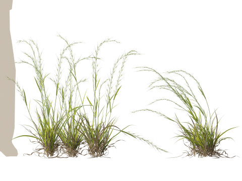 HighpolyLow Poly Microlaena stipoides Weeping meadow grass Model 3D