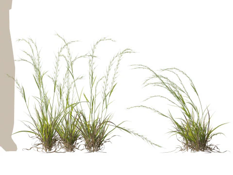 HighpolyLow Poly Microlaena stipoides Erba di prato piangente Modello 3D