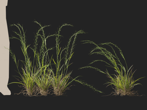 HighpolyLow Poly Microlaena stipoides Weeping meadow grass Model 3D