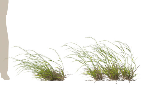 HighpolyLow Poly Microlaena stipoides Weeping meadow grass Model 3D