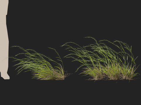 HighpolyLow Poly Microlaena stipoides Weeping meadow grass Model 3D