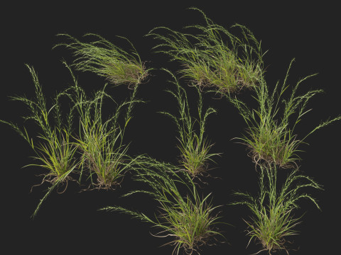 HighpolyLow Poly Microlaena stipoides Weeping meadow grass Model 3D