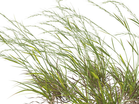 HighpolyLow Poly Microlaena stipoides Weeping meadow grass Model 3D
