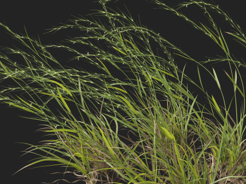 HighpolyLow Poly Microlaena stipoides Weeping meadow grass Model 3D