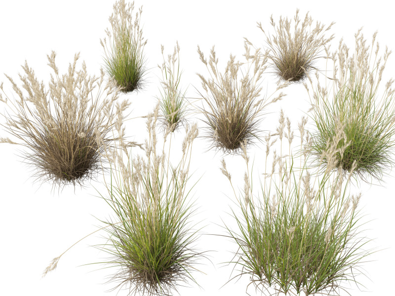 HighpolyLow Poly Rytidosperma Caespitosum - Common Wallab 3D Modell .c4d .max .obj .3ds .fbx .stl .blend
