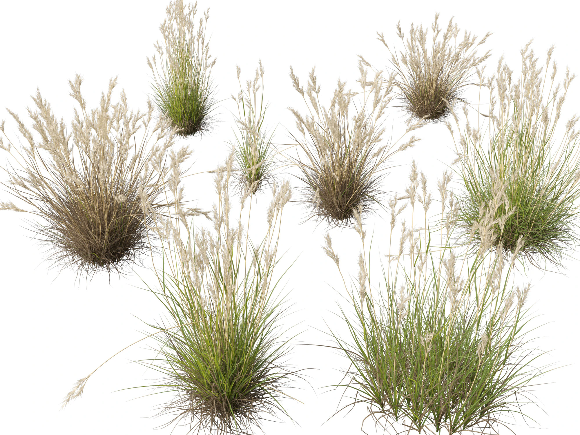 HighpolyLow Poly Rytidosperma Caespitosum - Common Wallab 3D Model .c4d .max .obj .3ds .fbx .stl .blend
