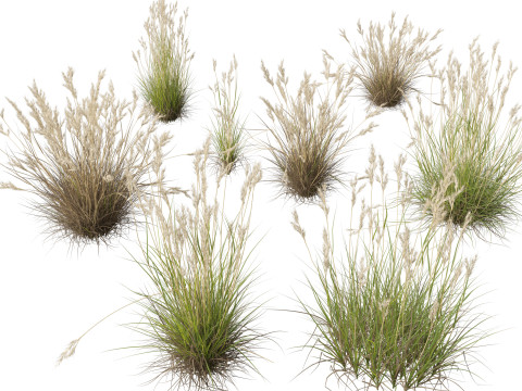 HighpolyLow Poly Rytidosperma Caespitosum - Common Wallab 3D 모델