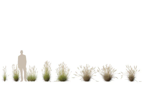 HighpolyLow Poly Rytidosperma Caespitosum - Common Wallab 3D Model