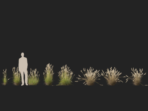 HighpolyLow Poly Rytidosperma Caespitosum - Common Wallab 3D Modell