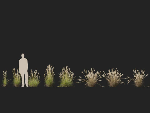 HighpolyLow Poly Rytidosperma Caespitosum - Common Wallab 3D Model