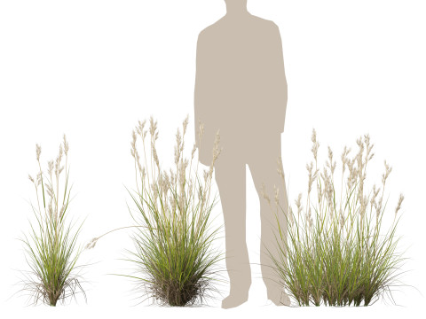 HighpolyLow Poly Rytidosperma Caespitosum - Common Wallab 3D Modell