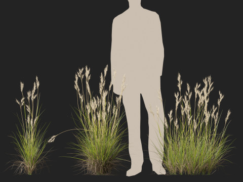HighpolyLow Poly Rytidosperma Caespitosum - Common Wallab 3D Modell