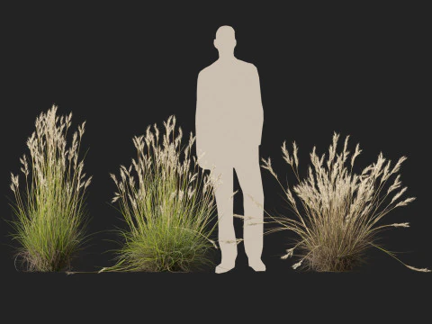 HighpolyLow Poly Rytidosperma Caespitosum - Common Wallab 3D Model