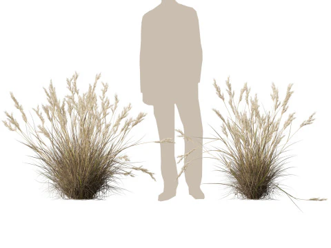 HighpolyLow Poly Rytidosperma Caespitosum - Common Wallab 3D Model