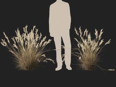 HighpolyLow Poly Rytidosperma Caespitosum - Common Wallab 3D Modell