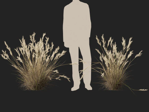 HighpolyLow Poly Rytidosperma Caespitosum - Common Wallab 3D Model