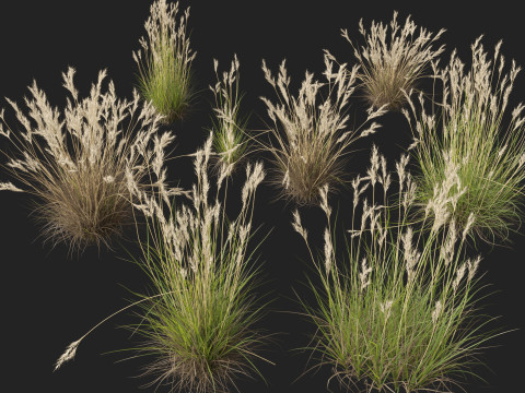 HighpolyLow Poly Rytidosperma Caespitosum - Common Wallab 3D Modell