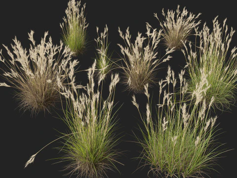 HighpolyLow Poly Rytidosperma Caespitosum - Common Wallab 3D Model