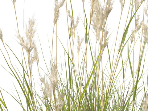 HighpolyLow Poly Rytidosperma Caespitosum - Common Wallab 3D Model
