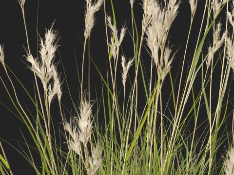 HighpolyLow Poly Rytidosperma Caespitosum - Common Wallab 3D Modell