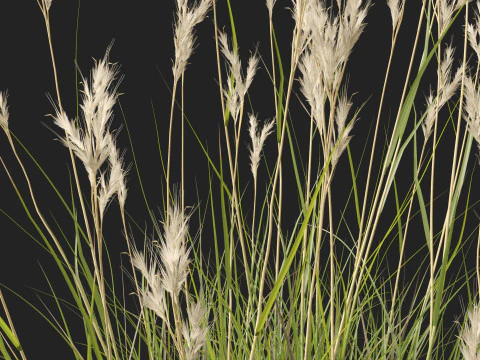 HighpolyLow Poly Rytidosperma Caespitosum - Common Wallab 3D Model
