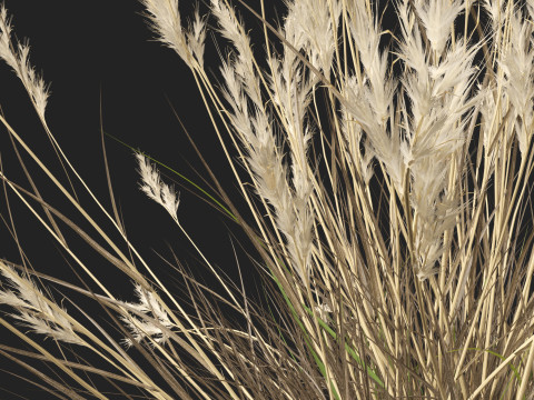 HighpolyLow Poly Rytidosperma Caespitosum - Common Wallab 3D Modell
